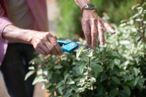olive tree pruning